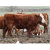 Image 1 : McIntyre Ranch - 17 Red X 6th/7th Calf Pairs (Picture Butte, AB)