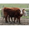 Image 2 : McIntyre Ranch - 17 Red X 6th/7th Calf Pairs (Picture Butte, AB)