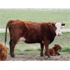 Image 3 : McIntyre Ranch - 17 Red X 6th/7th Calf Pairs (Picture Butte, AB)