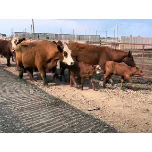 McIntyre Ranch - 25 Red X Mature Pairs (Picture Butte, AB)