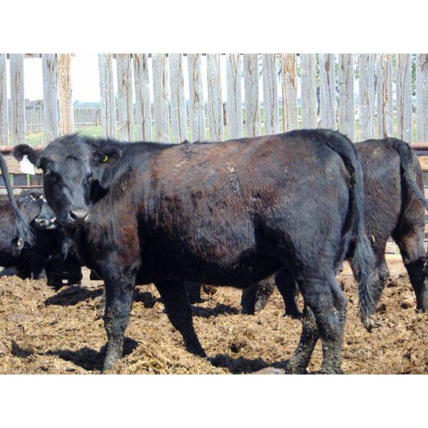 Leon Torkelson - 730# Heifers - 80 Head (Patricia, AB)