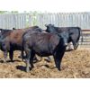 Image 2 : Leon Torkelson - 730# Heifers - 80 Head (Patricia, AB)