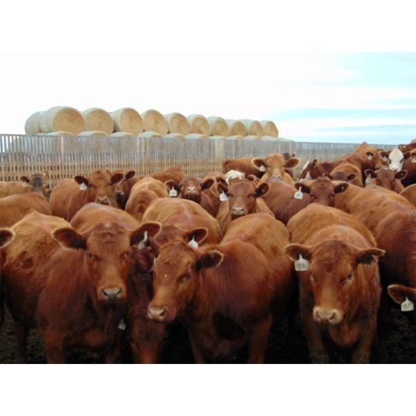 PSV Farms Ltd. - 885# Heifers - 70 Head (Enchant, AB)