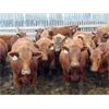 Image 2 : PSV Farms Ltd. - 885# Heifers - 70 Head (Enchant, AB)