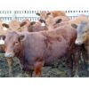 Image 5 : PSV Farms Ltd. - 885# Heifers - 70 Head (Enchant, AB)