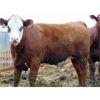 Image 6 : PSV Farms Ltd. - 885# Heifers - 70 Head (Enchant, AB)
