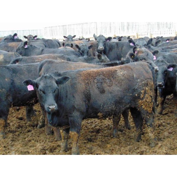 PSV Farms Ltd. - 870# Heifers - 70 Head (Enchant, AB)
