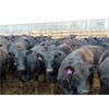 Image 5 : PSV Farms Ltd. - 870# Heifers - 70 Head (Enchant, AB)