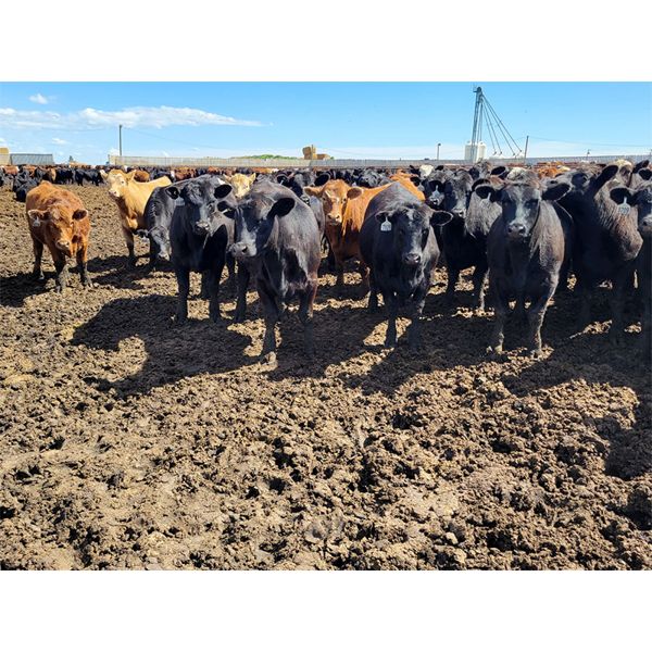 Cattlewood Farms Ltd. - 880# Steers - 285 Head (Fincastle, AB)