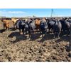 Image 1 : Cattlewood Farms Ltd. - 880# Steers - 285 Head (Fincastle, AB)