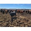 Image 5 : Cattlewood Farms Ltd. - 880# Steers - 285 Head (Fincastle, AB)