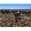 Image 6 : Cattlewood Farms Ltd. - 880# Steers - 285 Head (Fincastle, AB)