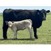 Image 14 : Blue Moon Cattle Co. - 17 Black/BBF Angus X Pairs (Irricana, AB)