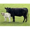 Image 17 : Blue Moon Cattle Co. - 17 Black/BBF Angus X Pairs (Irricana, AB)