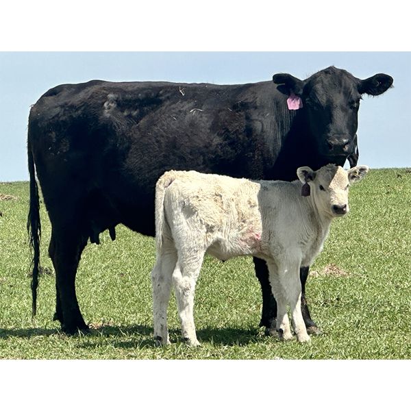 Blue Moon Cattle Co. - 17 Black/BBF Angus X Pairs (Irricana, AB)