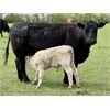 Image 2 : Blue Moon Cattle Co. - 17 Black/BBF Angus X Pairs (Irricana, AB)