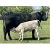 Image 3 : Blue Moon Cattle Co. - 17 Black/BBF Angus X Pairs (Irricana, AB)