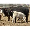Image 12 : Blue Moon Cattle Co. - 17 1st Calf Black/BBF Angus X Pairs (Irricana, AB)