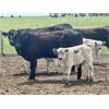 Image 20 : Blue Moon Cattle Co. - 17 1st Calf Black/BBF Angus X Pairs (Irricana, AB)