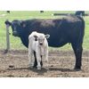 Image 21 : Blue Moon Cattle Co. - 17 1st Calf Black/BBF Angus X Pairs (Irricana, AB)