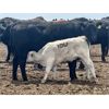 Image 23 : Blue Moon Cattle Co. - 17 1st Calf Black/BBF Angus X Pairs (Irricana, AB)
