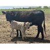 Image 4 : Blue Moon Cattle Co. - 17 1st Calf Black/BBF Angus X Pairs (Irricana, AB)