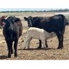 Image 6 : Blue Moon Cattle Co. - 17 1st Calf Black/BBF Angus X Pairs (Irricana, AB)