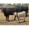 Image 7 : Blue Moon Cattle Co. - 17 1st Calf Black/BBF Angus X Pairs (Irricana, AB)