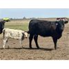 Image 9 : Blue Moon Cattle Co. - 17 1st Calf Black/BBF Angus X Pairs (Irricana, AB)