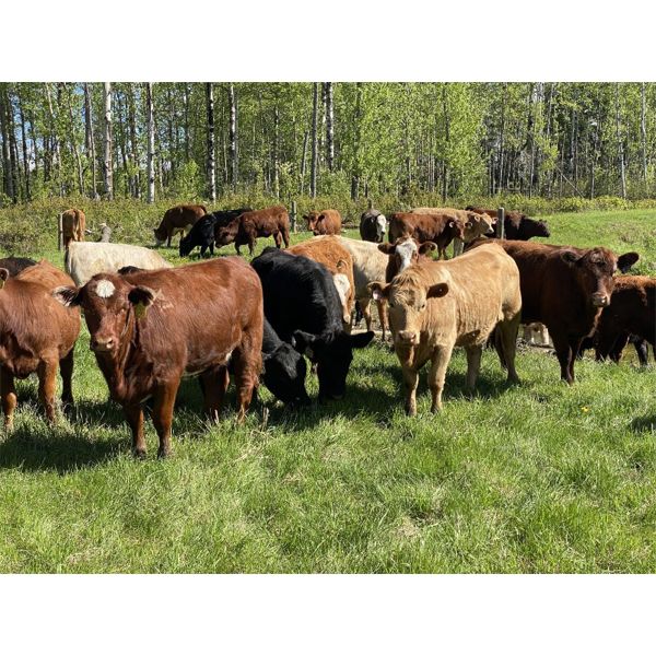 Layne & Brooke Magnuson - 950# September Grass Heifers - 65 Head (Winfield, AB)