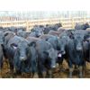 Image 4 : PSV Farms Ltd. - 870# Heifers - 70 Head (Enchant, AB)
