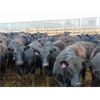 Image 5 : PSV Farms Ltd. - 870# Heifers - 70 Head (Enchant, AB)