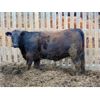 Image 6 : PSV Farms Ltd. - 870# Heifers - 70 Head (Enchant, AB)