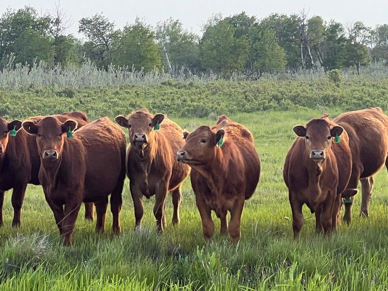Brock & Kelly Taylor & Sons - 950# September Grass Heifers - 63 Head ...