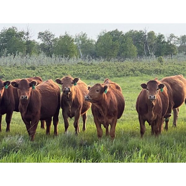 Brock & Kelly Taylor & Sons - 950# September Grass Heifers - 63 Head (Reston, MB)