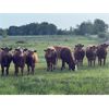 Image 5 : Brock & Kelly Taylor & Sons - 950# September Grass Heifers - 63 Head (Reston, MB)