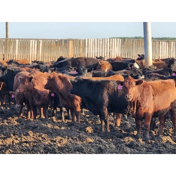 J5 Johnson Ent. - 875# Heifers - 210 Head (Rhein, SK)