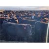 Image 3 : J5 Johnson Ent. - 875# Heifers - 210 Head (Rhein, SK)