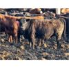 Image 4 : J5 Johnson Ent. - 875# Heifers - 210 Head (Rhein, SK)