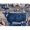 Image 8 : J5 Johnson Ent. - 875# Heifers - 210 Head (Rhein, SK)