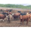 Image 3 : Verle Unrah - 800# Steers - 152 Head (Dewberry, AB)