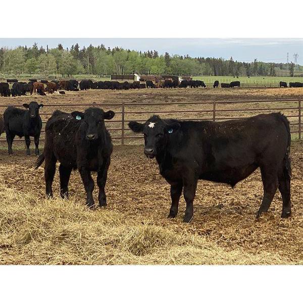 Houston Farms - 660# Steers - 50 Head (Eckville, AB)