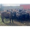 Image 2 : Houston Farms - 660# Steers - 50 Head (Eckville, AB)