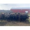 Image 3 : Houston Farms - 660# Steers - 50 Head (Eckville, AB)