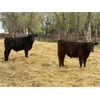Image 5 : Houston Farms - 660# Steers - 50 Head (Eckville, AB)