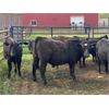Image 6 : Houston Farms - 660# Steers - 50 Head (Eckville, AB)