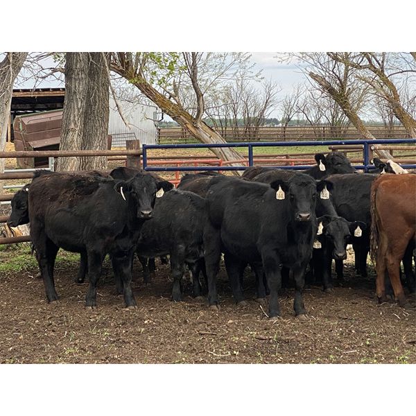 Houston Farms - 630# Heifers - 45 Head (Eckville, AB)