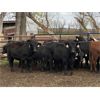 Image 1 : Houston Farms - 630# Heifers - 45 Head (Eckville, AB)