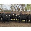 Image 6 : Houston Farms - 630# Heifers - 45 Head (Eckville, AB)