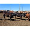 Image 2 : Cattleland Feedyards - 950# Steers - 130 Head (Strathmore, AB)